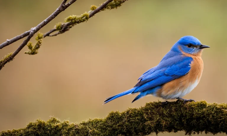 Are Blue Birds Good Luck? Exploring Symbolism And Folklore