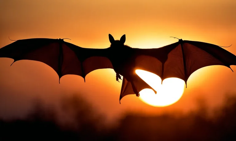 Bats Vs Birds At Dusk: Who Owns The Night Sky?