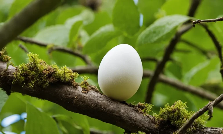 Why Have The Eggs Disappeared From Bird Nests?