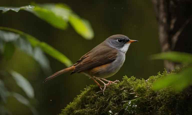 The White-Browed Robin: Uncovering The Dripping Faucet Bird