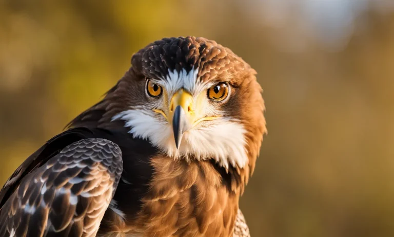The Bird With The Best Eyesight: Visual Capabilities Of Raptors