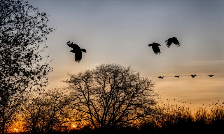 Black Bird Vs. Crow Vs. Raven: Deciphering Common Black Feathered Birds