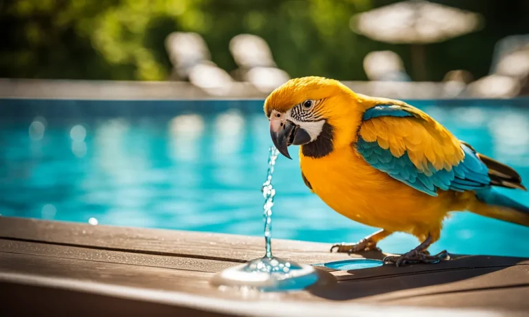 Can Birds Drink Pool Water?