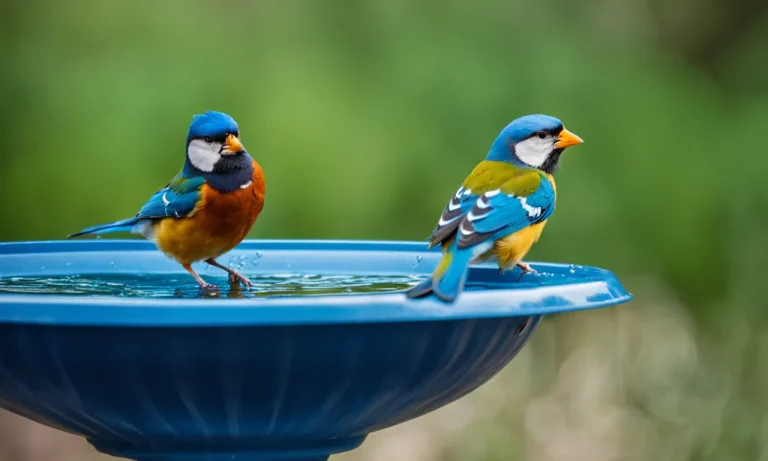 Can Birds Drink Tap Water?