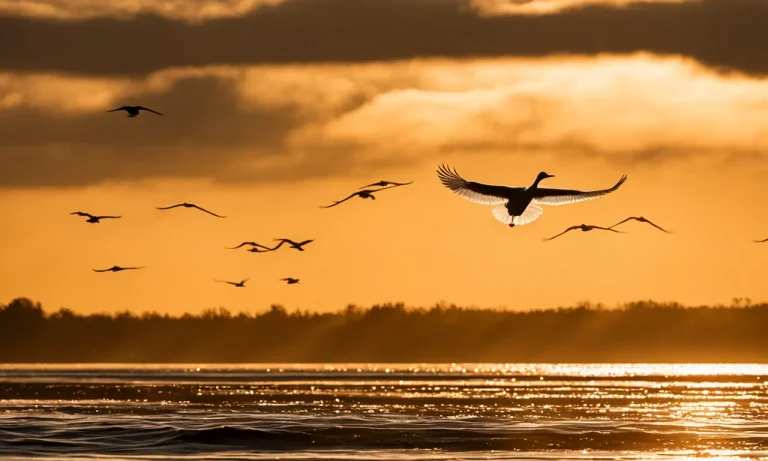 Can Birds Fly Across Oceans? How Far Can Avian Migration Go?