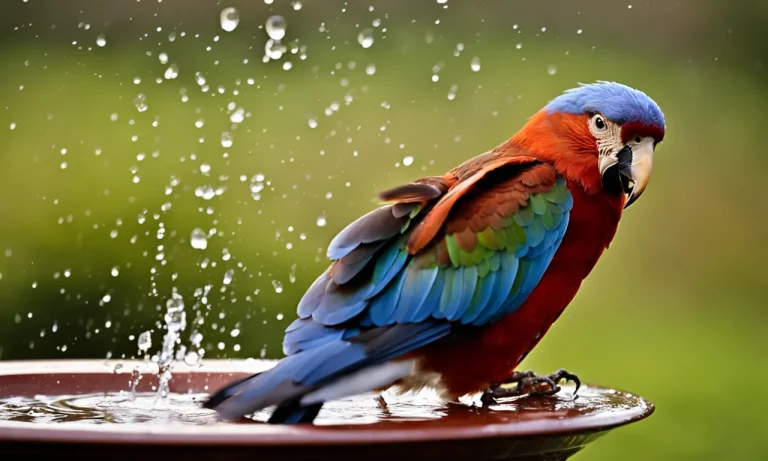 Can Birds Still Fly With Wet Wings? Examining The Aerodynamics