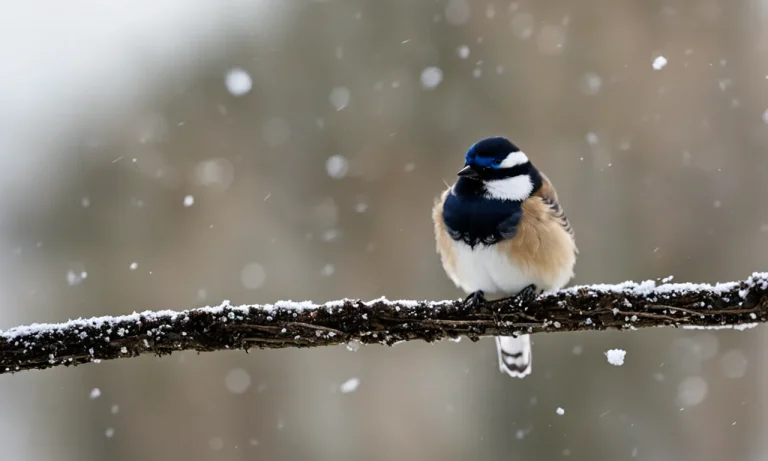 Can Birds Freeze To Death?