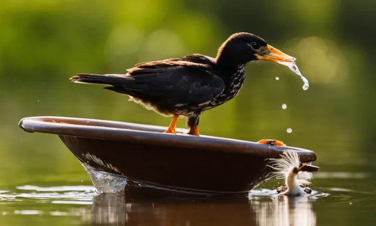 Do Baby Birds Drink Water? Exploring How Nestlings Stay Hydrated