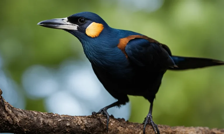 Do Birds’ Beaks Grow Back? Understanding Avian Rhamphotheca