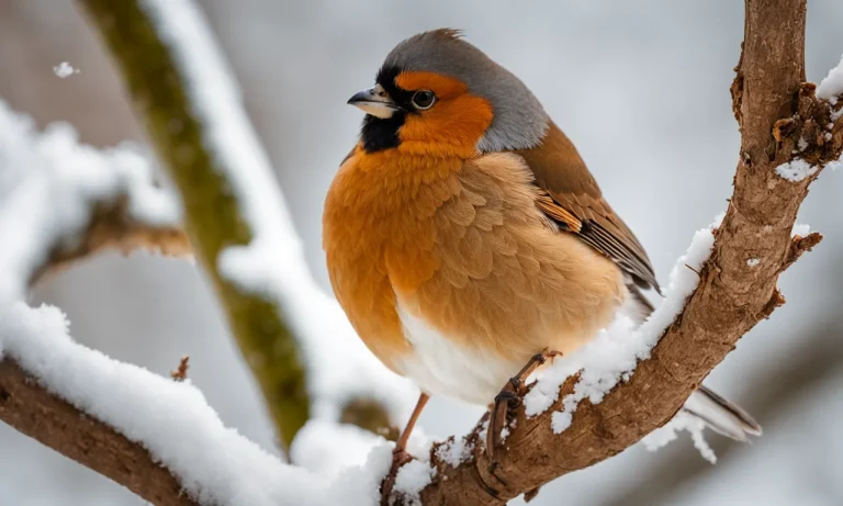 Do Birds Lay Eggs In The Winter?