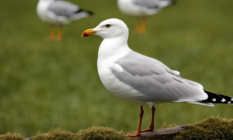 Do Seagulls Eat Other Birds?