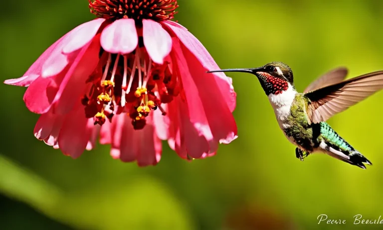 Does Peppermint Oil Keep Bees Away From Hummingbird Feeders?