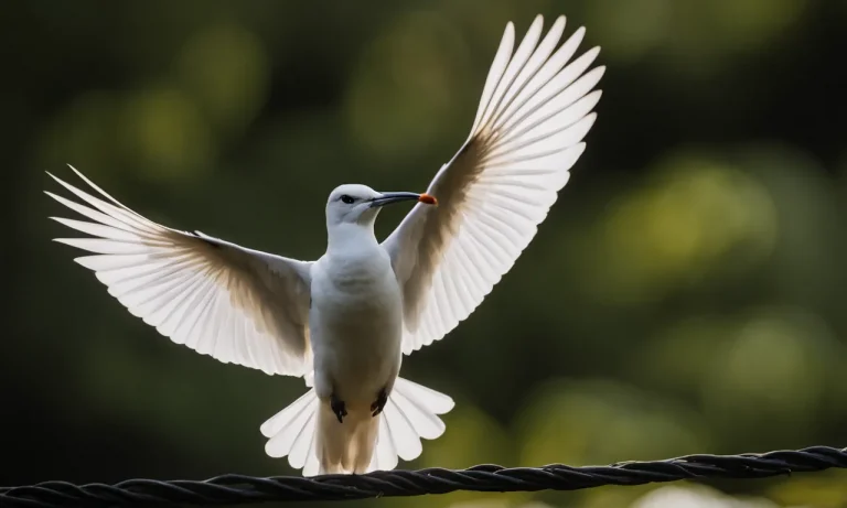 How Wings Are A Key Adaptation For Birds To Take Flight