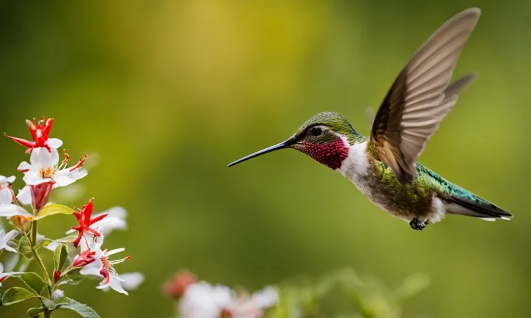 How Does A Hummingbird Die?