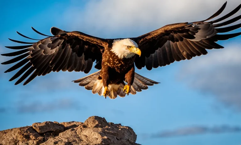 How Fast Can An Eagle Dive? Examining The Speed And Power Of An Eagle’S Stoop