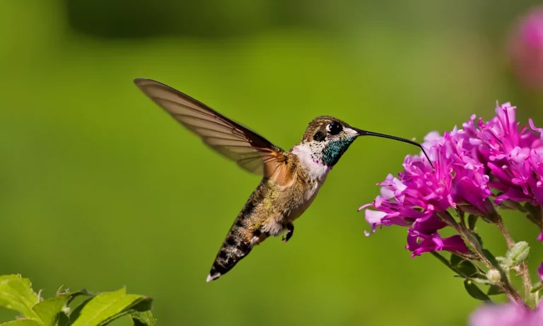 How Long Do Hummingbird Moths Live?
