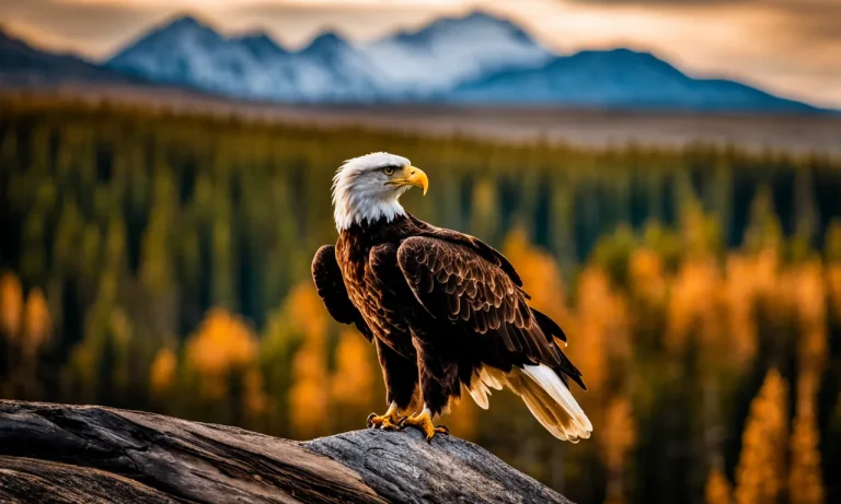 How Rare Is It To See A Bald Eagle?