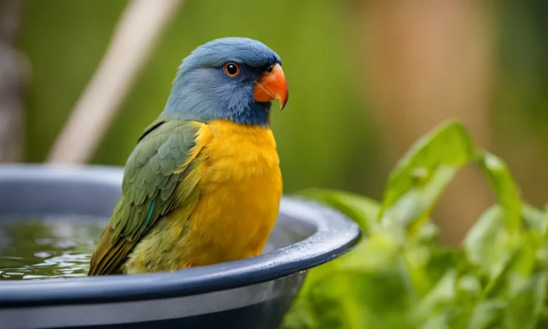 How To Give Your Bird A Bath: A Step-By-Step Guide