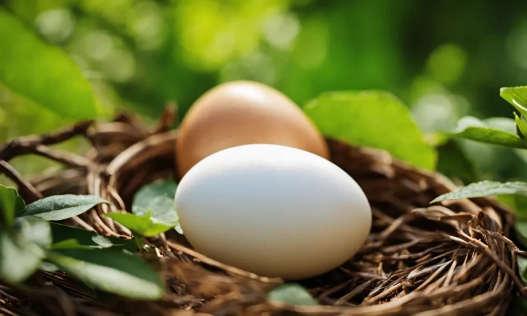 How To Take Care Of A Bird Egg