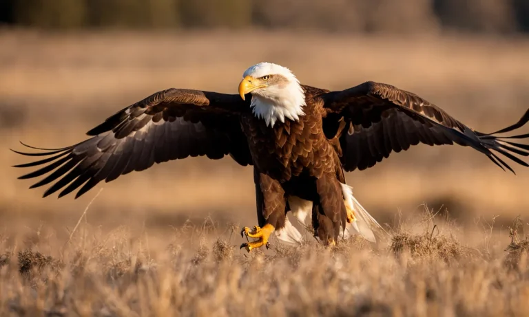 Is An Eagle A Carnivore?