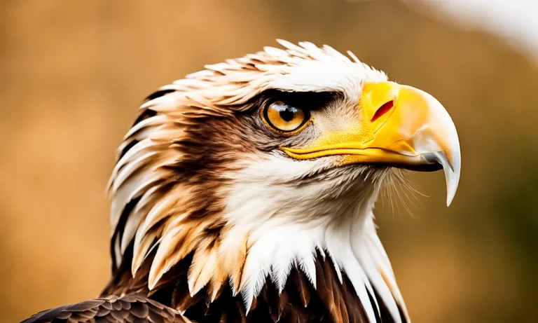 Is It Illegal To Have An Eagle Feather? Everything You Need To Know