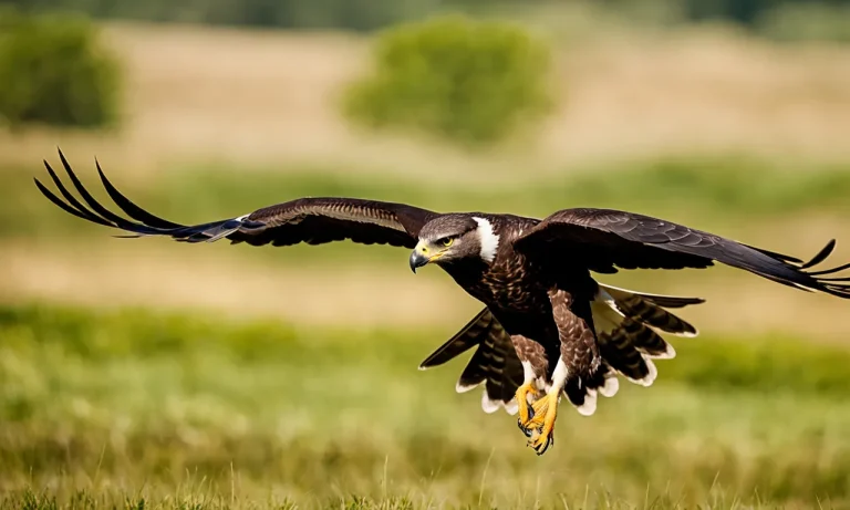 Peregrine Falcon Vs Bald Eagle: A Detailed Comparison
