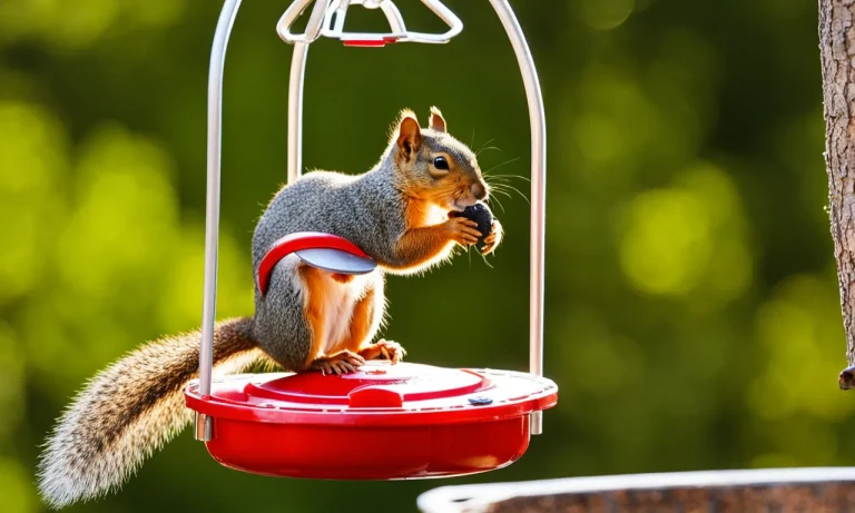 Squirrels Swinging On Bird Feeders: Why They Do It And How To Stop It