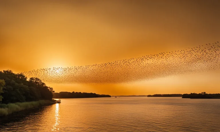What Does A Swarm Of Birds Mean?