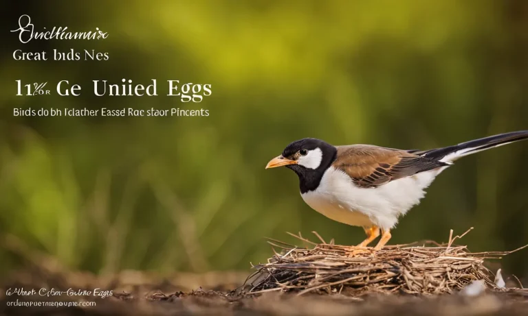 What Do Birds Do With Unhatched Eggs?