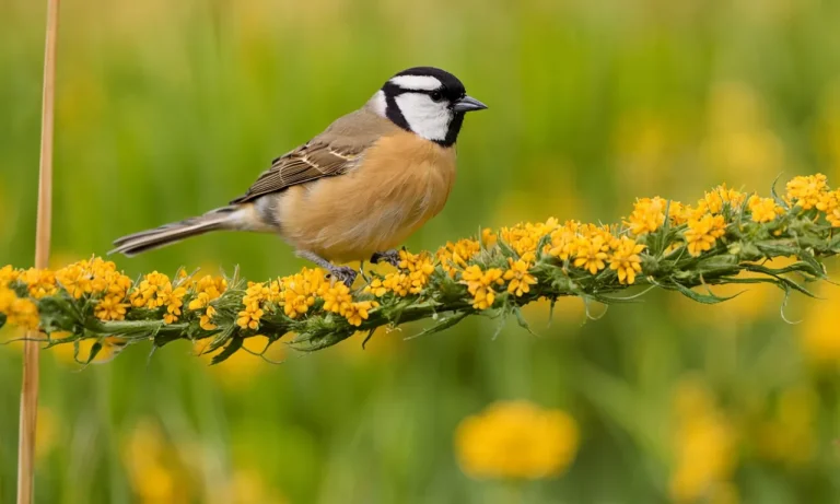 What Does Bird Seed Look Like When It Grows? A Detailed Look
