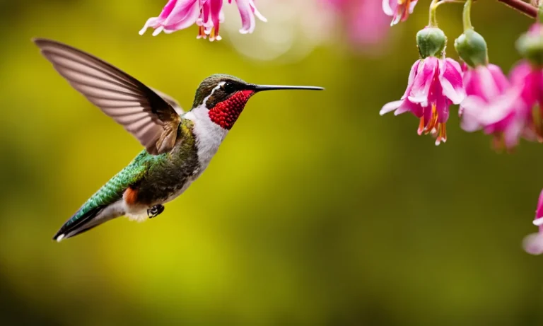 What Does It Mean When A Hummingbird Lands On You?