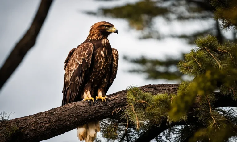 What Eats A Golden Eagle? A Look At The Predators Of This Apex Raptor