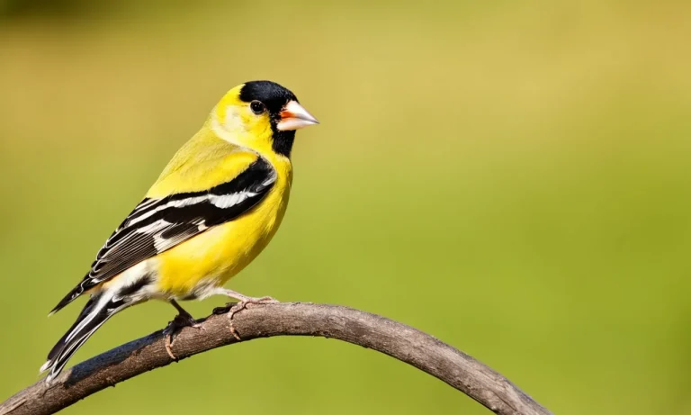 What Is Iowa’S State Bird? An In-Depth Look At The Eastern Goldfinch