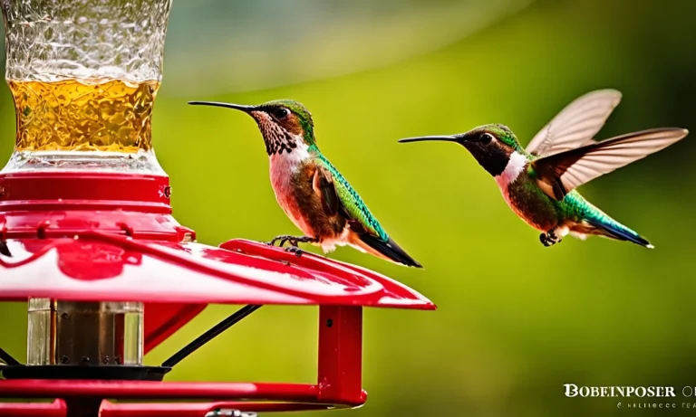 When To Put Out A Hummingbird Feeder