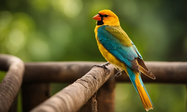 Why Are Women Called Birds? The Surprising History Behind This Term