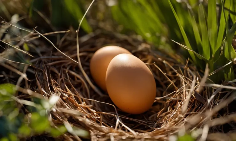 Why Do Birds Throw Eggs Out Of The Nest?