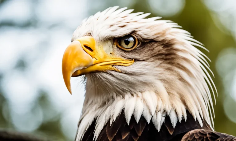 Why Does The Bald Eagle Represent America?
