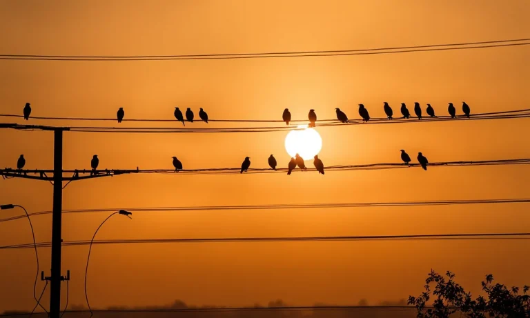 Why Don’T Birds Get Electrocuted When They Land On Power Lines?