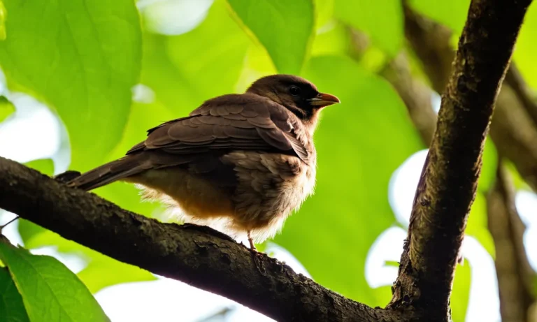 Will A Mother Bird Come Back To Her Nest? Exploring Avian Nesting Behaviors
